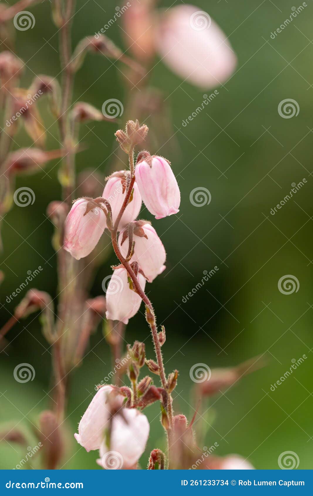 st. dabeocâs heath daboecia cantabrica irish princess, veined pink flowers in close-up